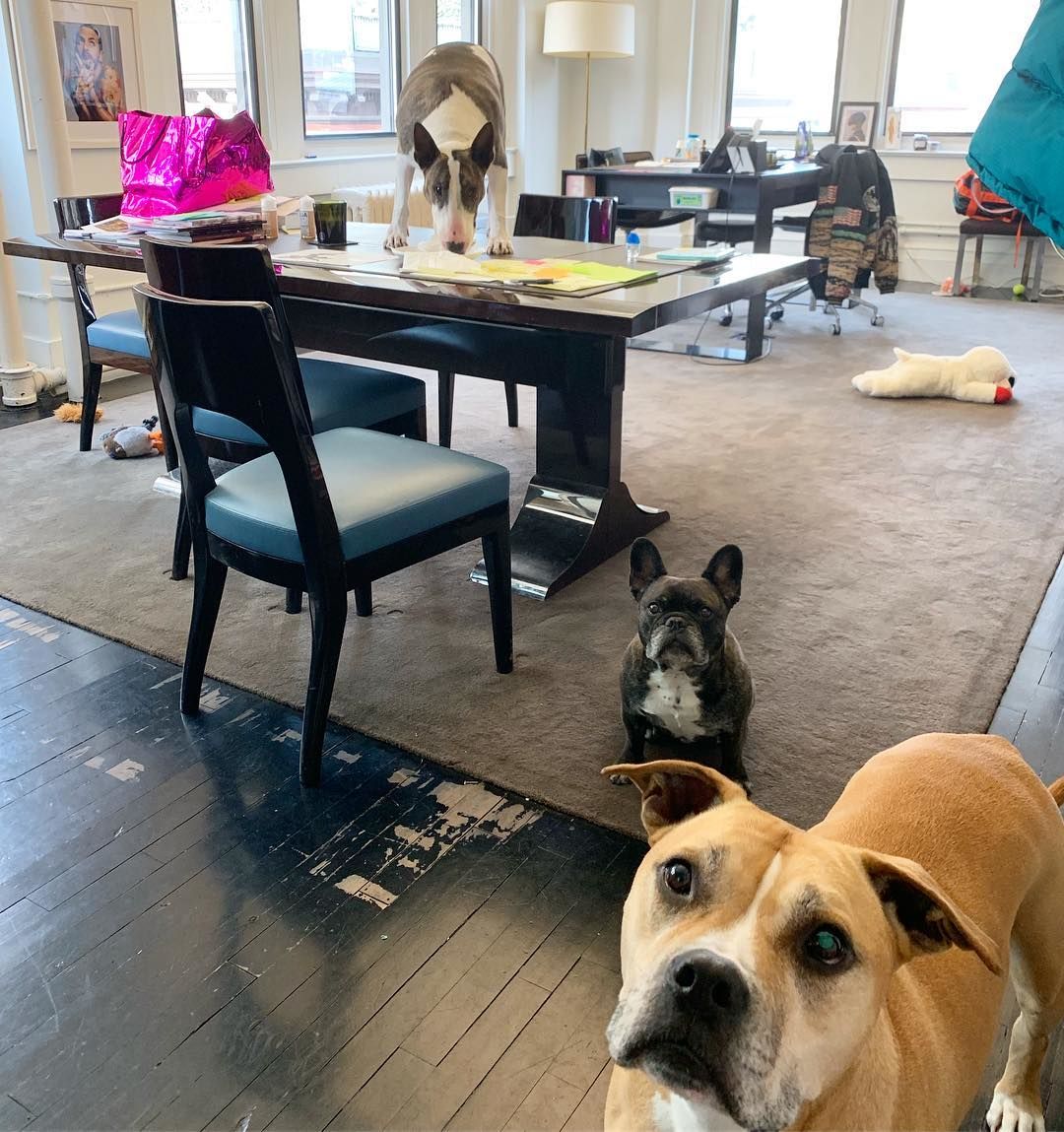 Marc Jacobs kutyája, Neville