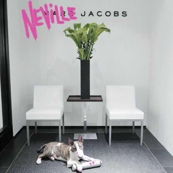 Marc Jacobs kutyája, Neville