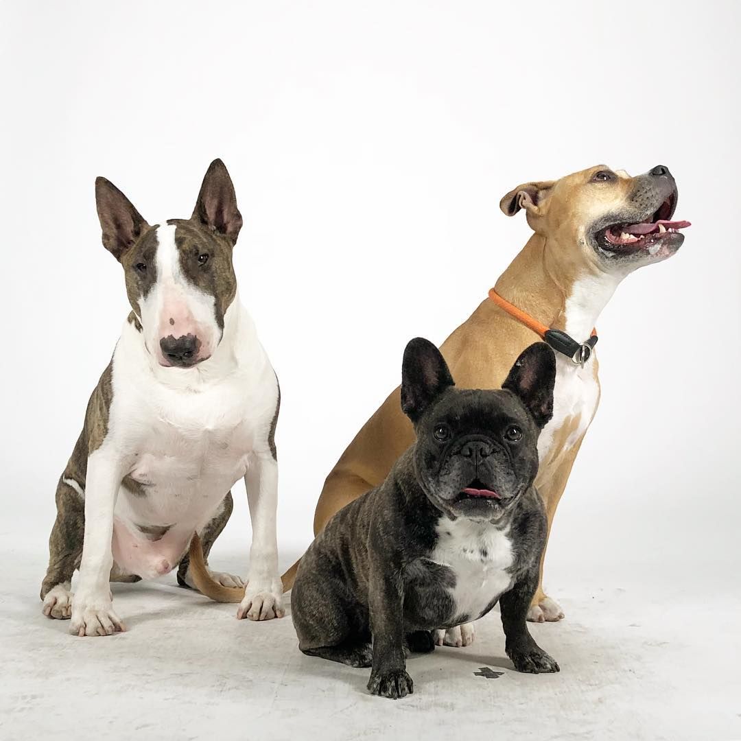 Marc Jacobs kutyája, Neville