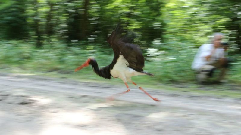 zoltán jeladós fekete gólya gemenc