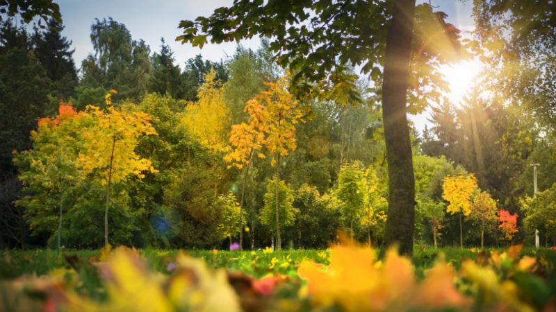 ősz napsütés