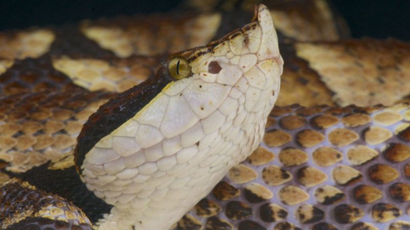 hegyesorrú mokaszinkígyó