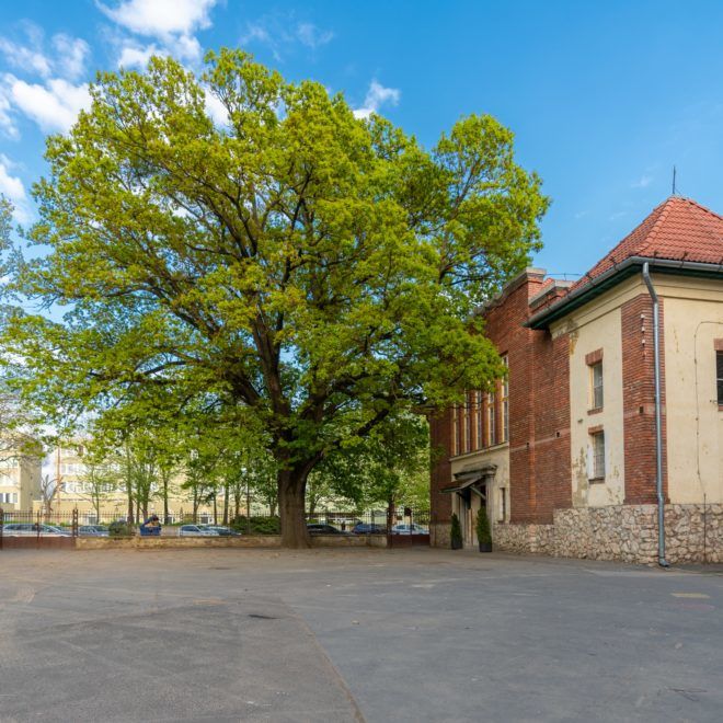 kaposvár Szabadságfa