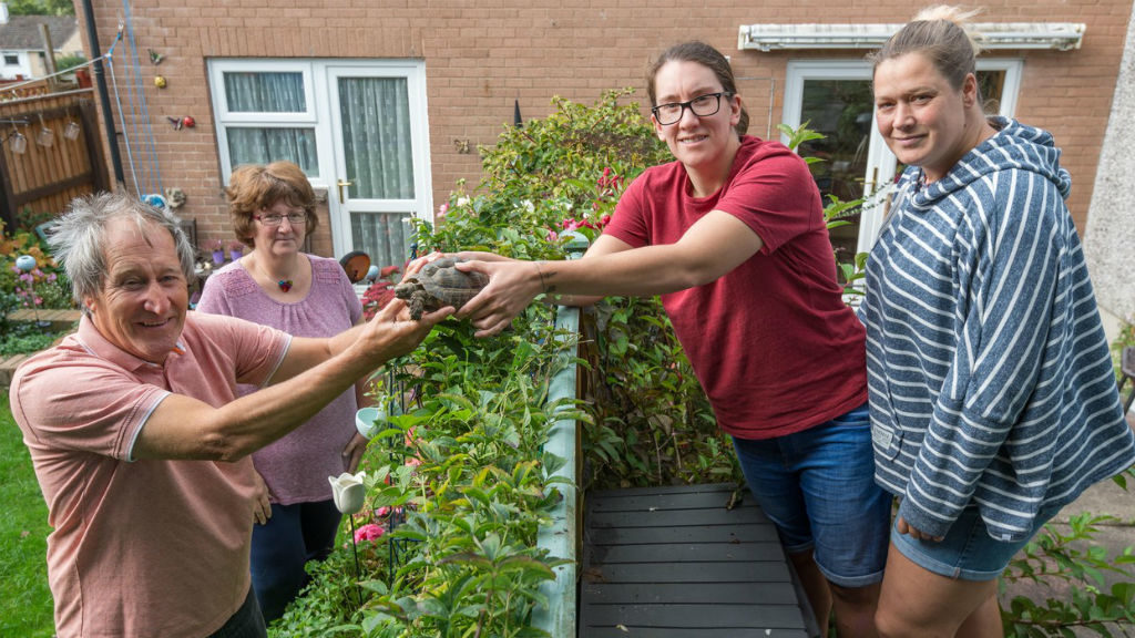 Gail Randall teknős