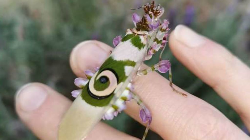 Pseudocreobotra wahlbergi