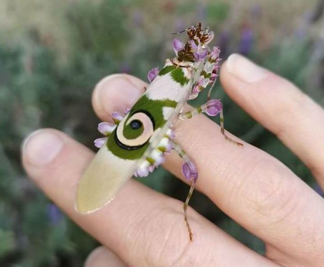 Pseudocreobotra wahlbergi