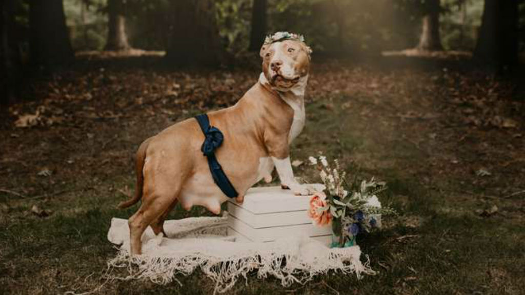 kutya terhesfotózás