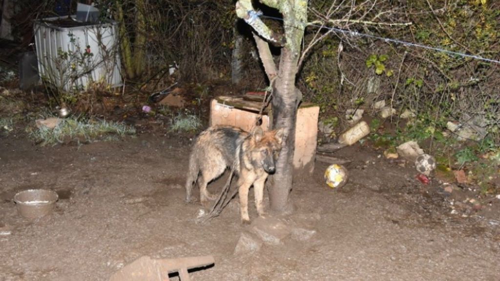 kutya álaltkínzás veszprém