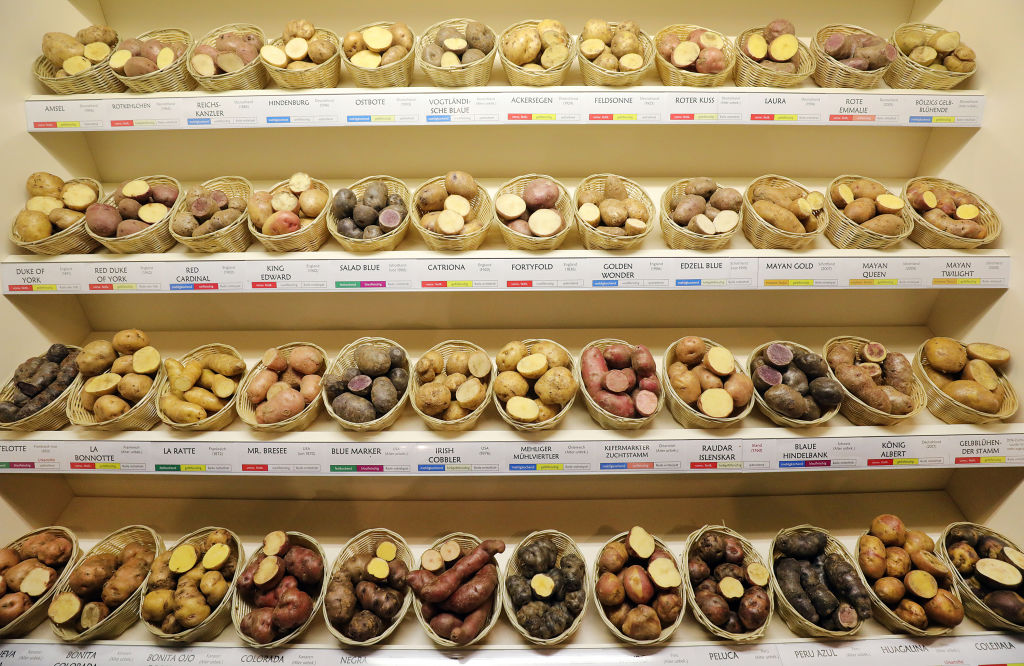 Különféle burgonyafajták bemutatója a 83. Nemzetközi Zöld Héten, Berlinben. (Fotó: Getty Images)