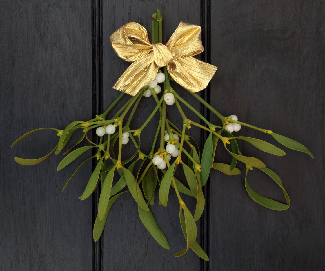 Fagyöngy, karácsonyi virág