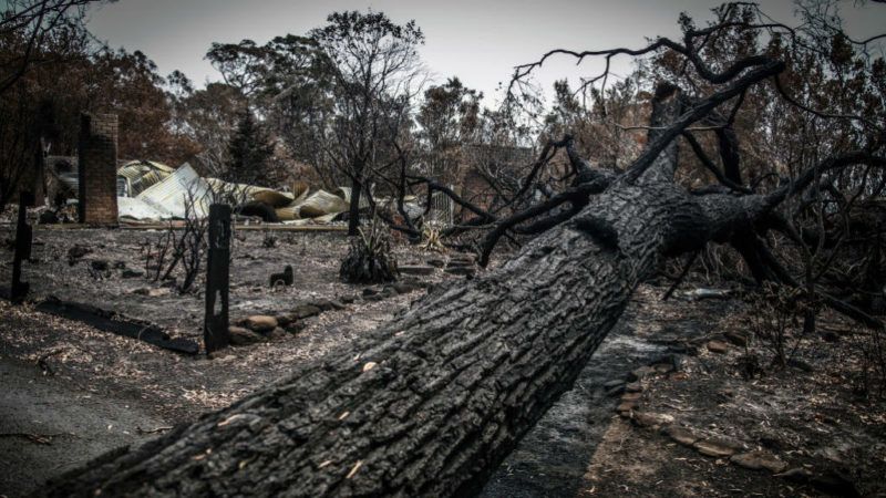 ausztrália erdőtűz