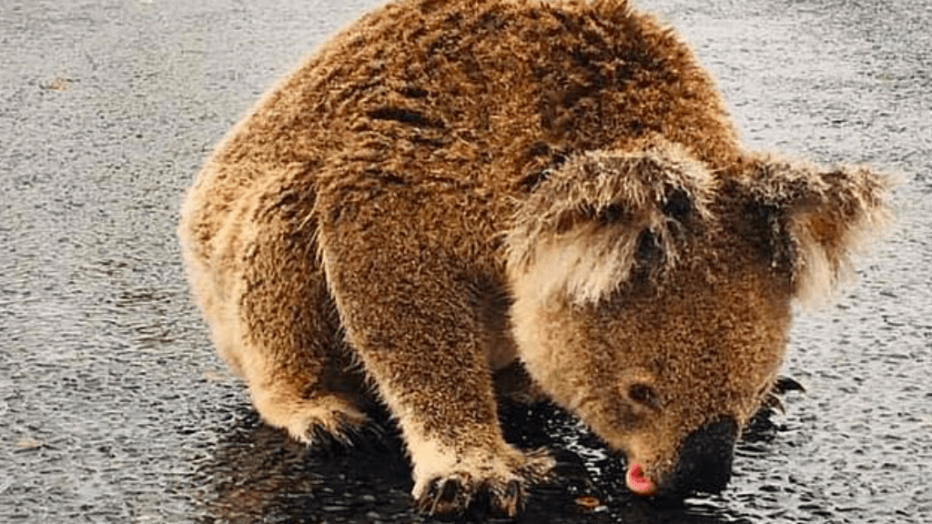 koala kiszáradt ausztrália tűzvész