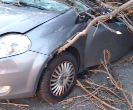 kidőlt fa baleset nemesvita