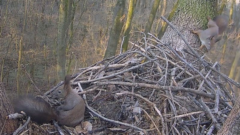 gólyafészek gemenc mókus