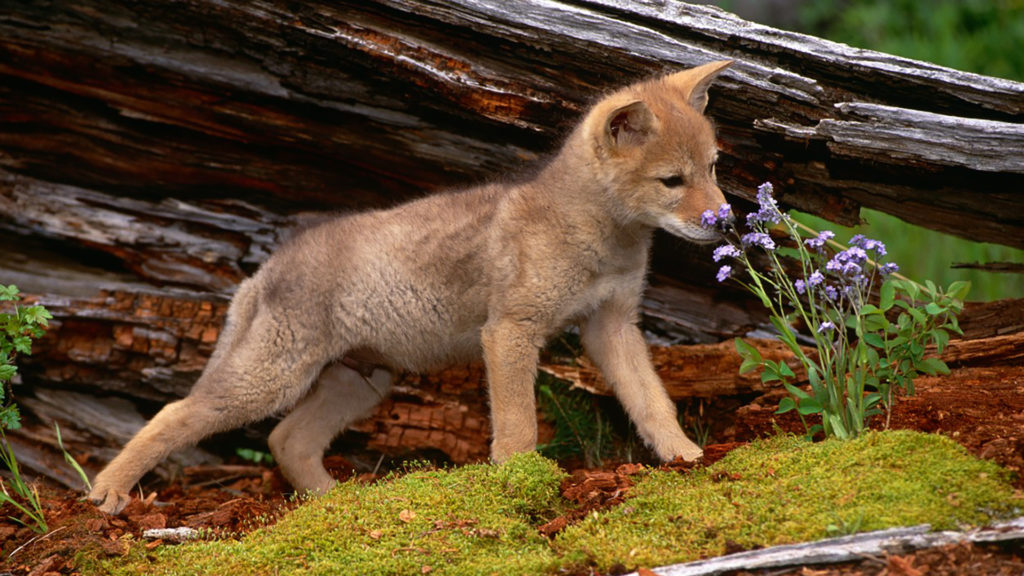 cuki borz és prérifarkas kölyök