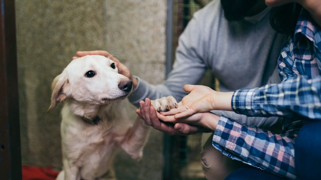 Nincsenek egyedül a rászoruló kutyusok (x)