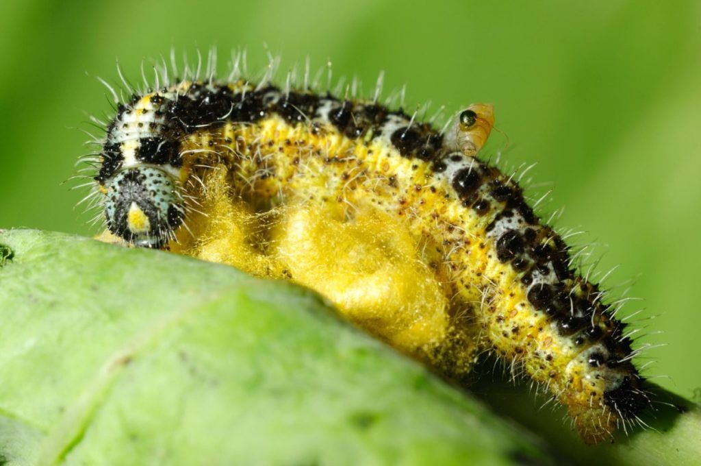 A káposztalepke hernyója (Fotó: Profimedia)