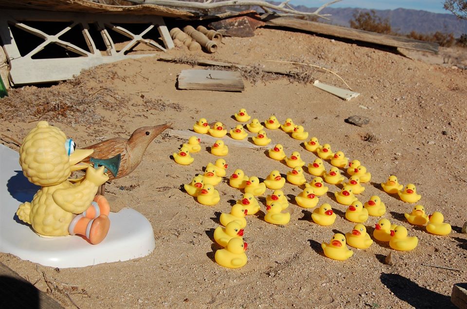 A kacsák csak látogatóba jöttek