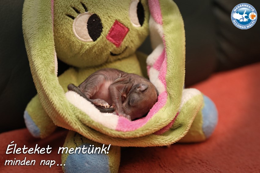 árva kismókus mályi madármentő állomás