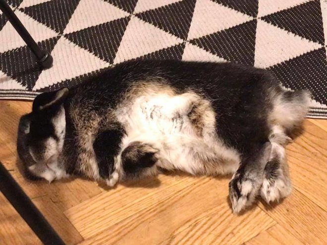 Niki nyula a koronavírus idején. (Fotó: Megyeri Niki)