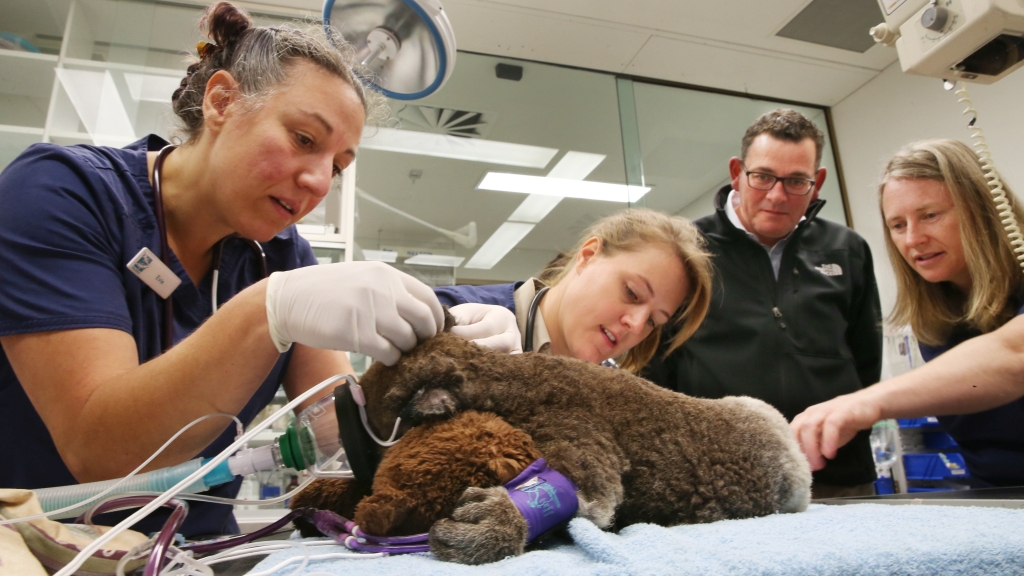 Állatorvosok Ausztráliában