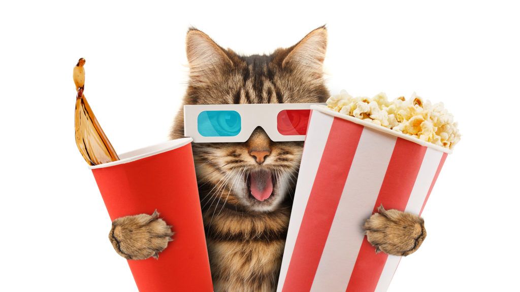 A CatVideoFest a cicás videók rajongóinak Cannes-i filmfesztiválja (Fotó: Getty Images)