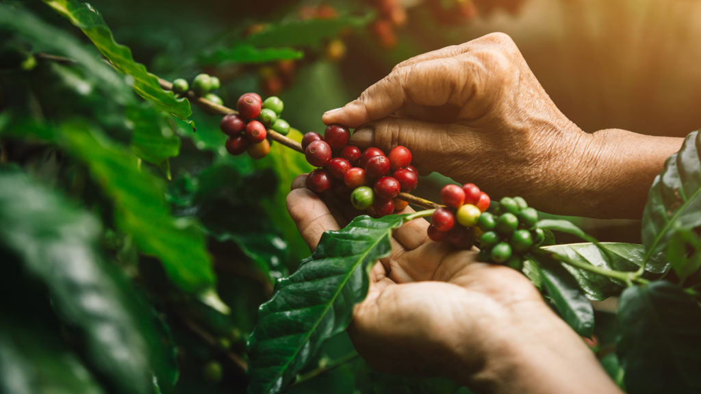 A kávébab, amit megdarálunk, ennek a gyümölcsnek a magja (Fotó: Getty Images)