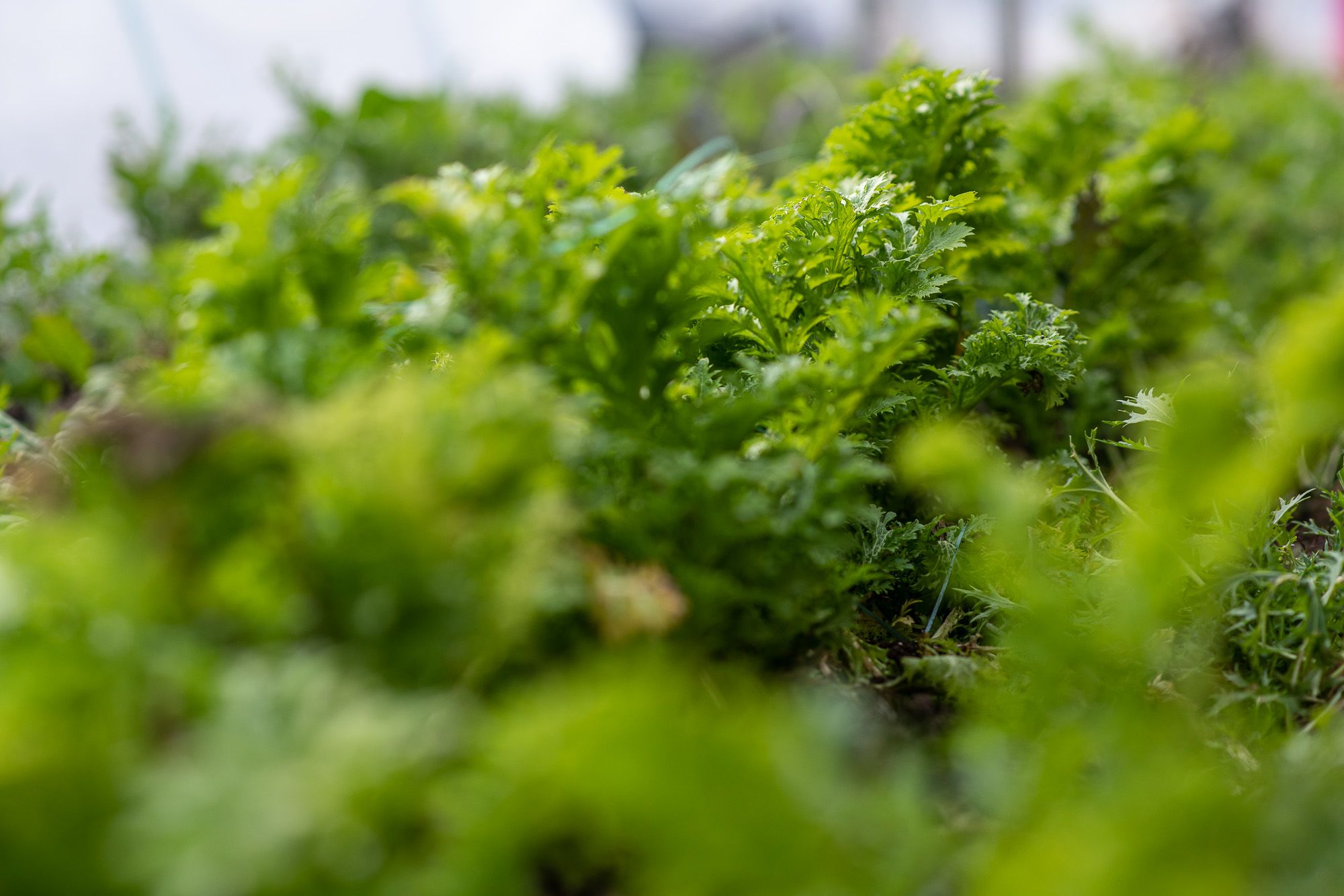 Fotó: Neményi Márton