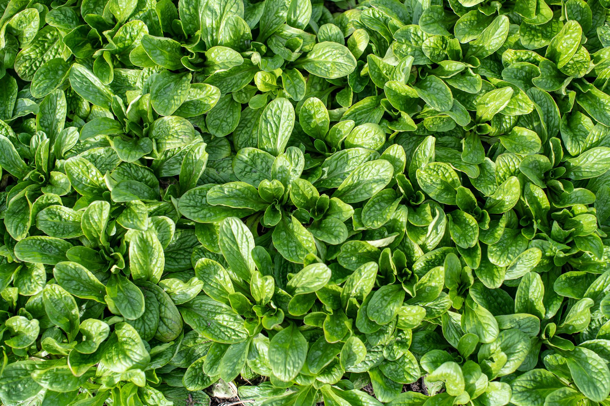 Fotó: Neményi Márton