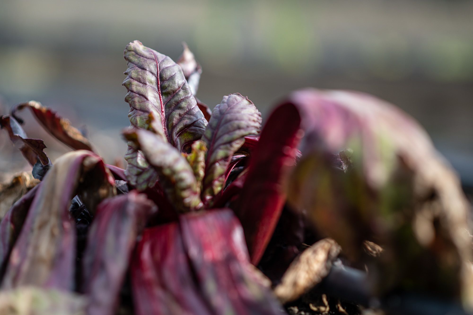 Fotó: Neményi Márton