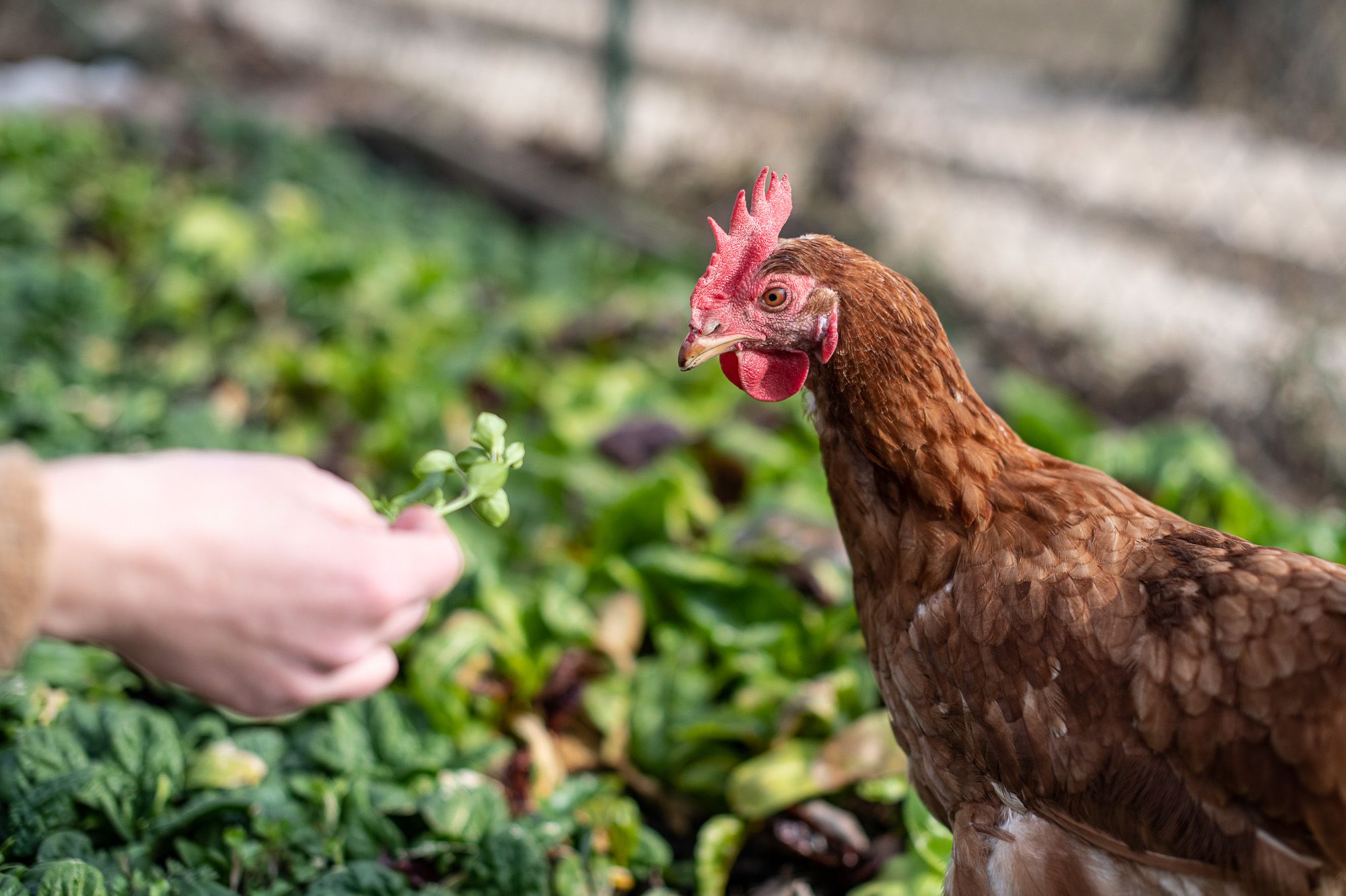 Fotó: Neményi Márton