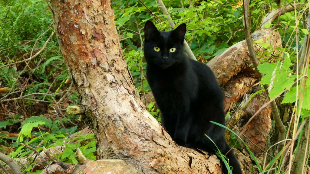 A "macskafákon" kiélhetik a cicák a játékigényüket - Illusztráció: Marcus Lange on Unsplash