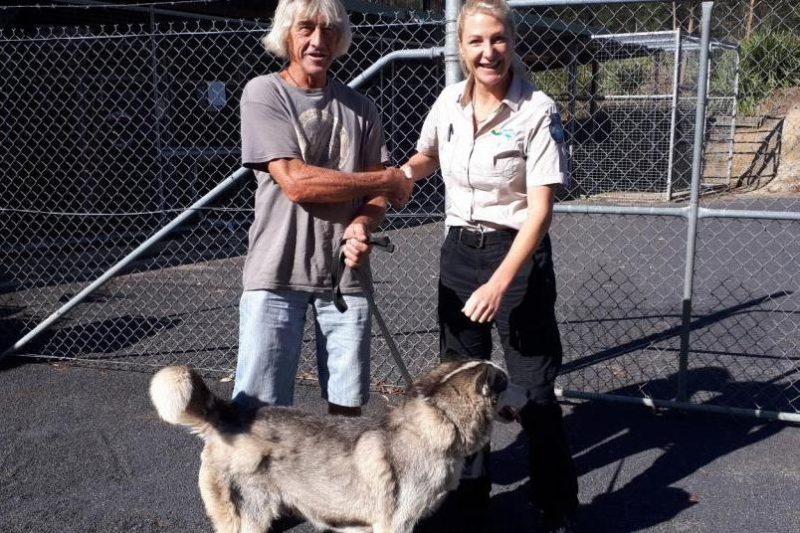 kóbor kutya előkerült