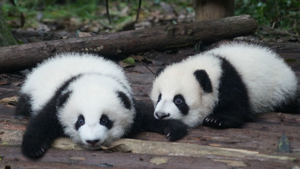 Kisebb csodának is tekinthető a pandabocsok születése, ugyanis a ritka, hogy a pandák tavasszal kölykedznének. Illusztráció: Pascal Müller on Unsplash