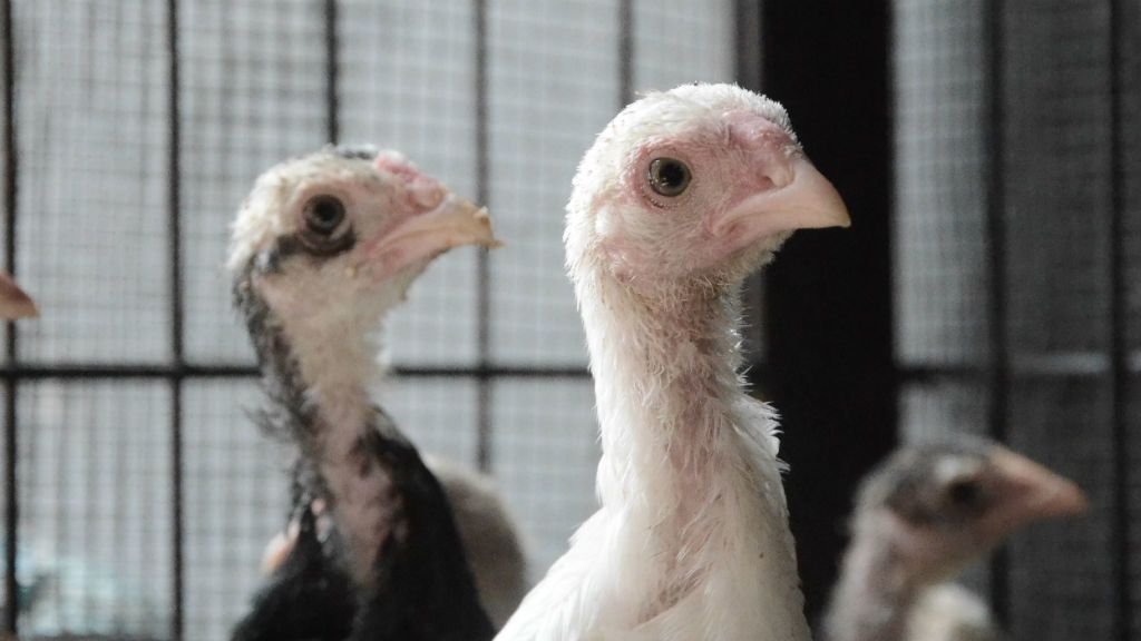 A januári madárinfluenzás esetek miatt 160 ezer szárnyast kellett leölni. Fotó: Rasyid Maulana on Unsplash