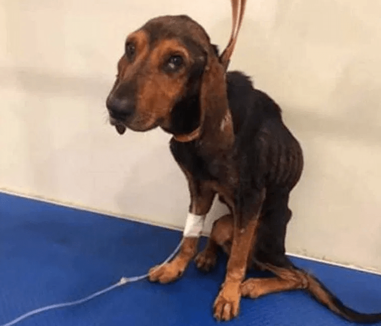 kutya életmentés örökbefogadás