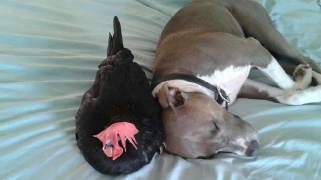 Taj és Peri együtt sziesztáznak (Fotó: Instagram)