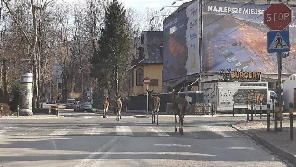 Zakopane lakói az utcán kóborló állatokat fotózzák (Olvasó fotója/Naszemieszto Zakopane)