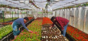 A Boroznaki család tavasszal napi 16 órát dolgozik.