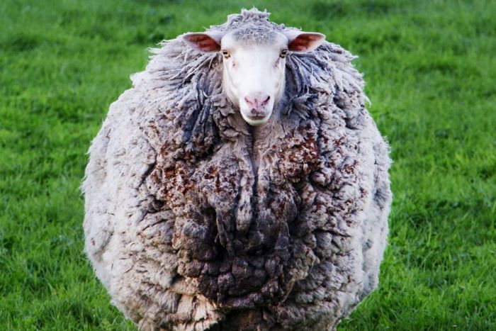 A tékozló birka hazatért