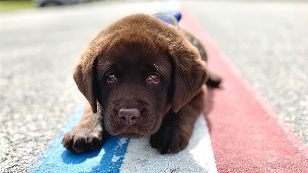 Brody nagyon szeret lustálkodni, tippünk szerint a kép elkészítését követően is bevágta a szunyát (Fotó: Bristol PD)