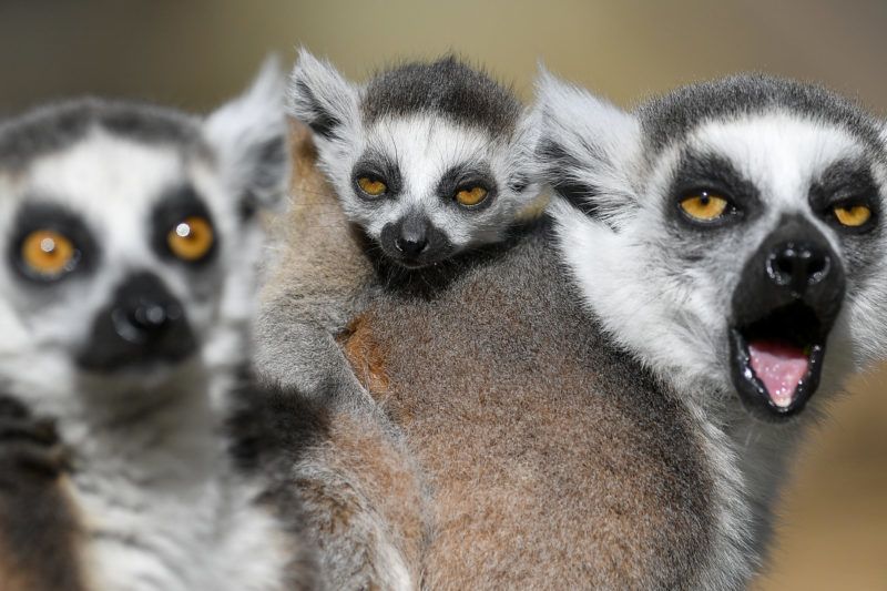 (Fotó: MTI/Czeglédi Zsolt)