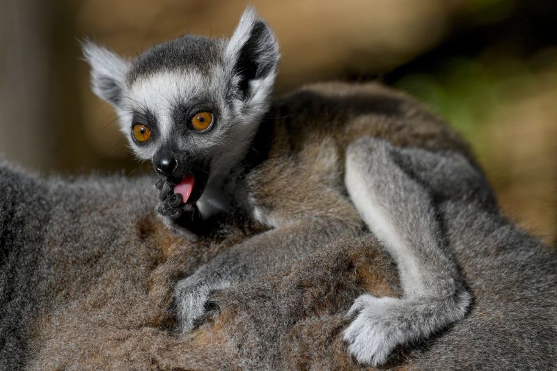 (Fotó:MTI/Czeglédi Zsolt)