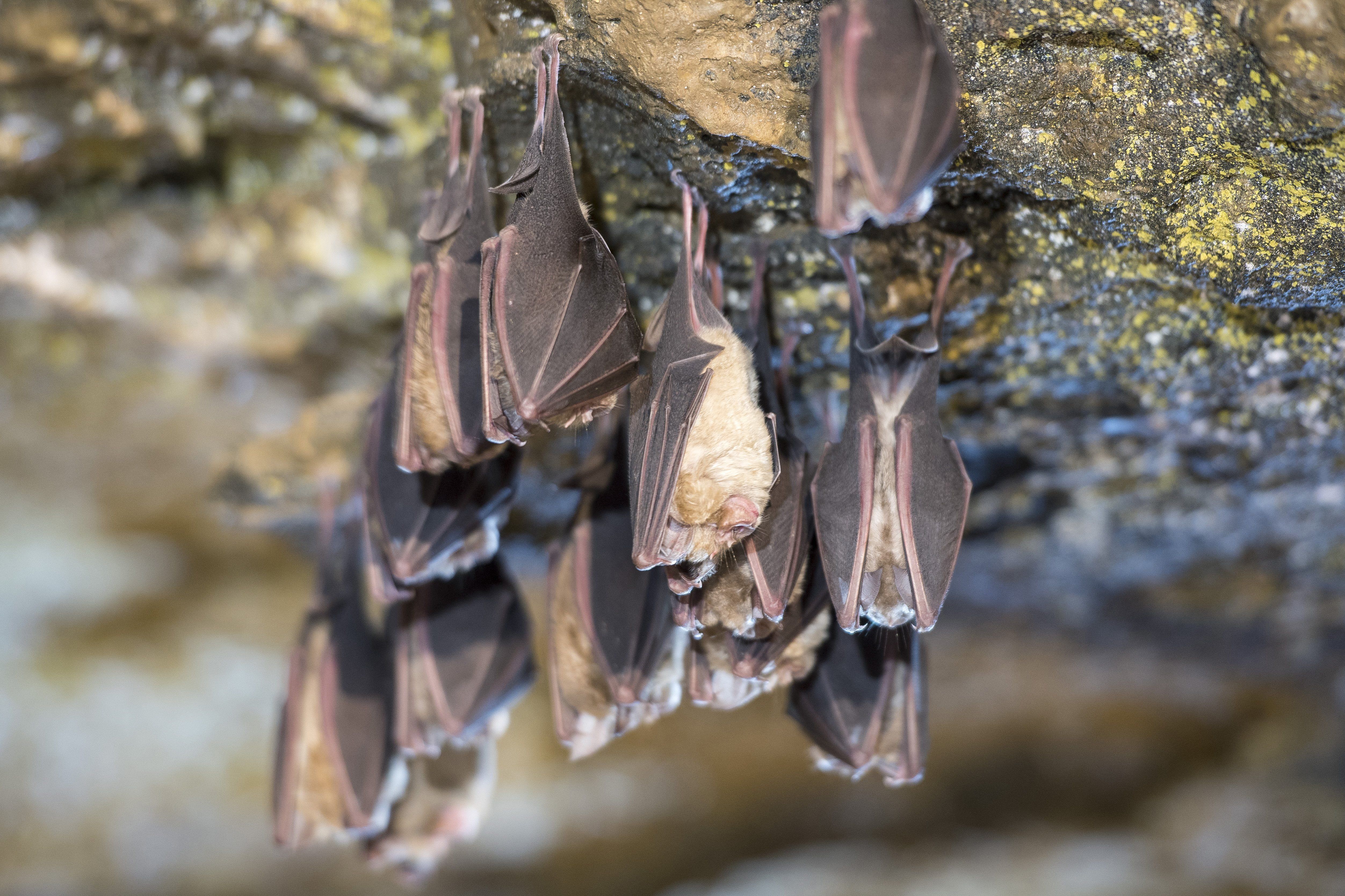 Képünk illusztráció. Téli álmot alvó nagy patkósdenevérek (Rhinolophus ferrumequinum) az Abaligeti-barlangban 2018. január 16-án (Fotó:&nbsp;MTI Fotó: Sóki Tamás)