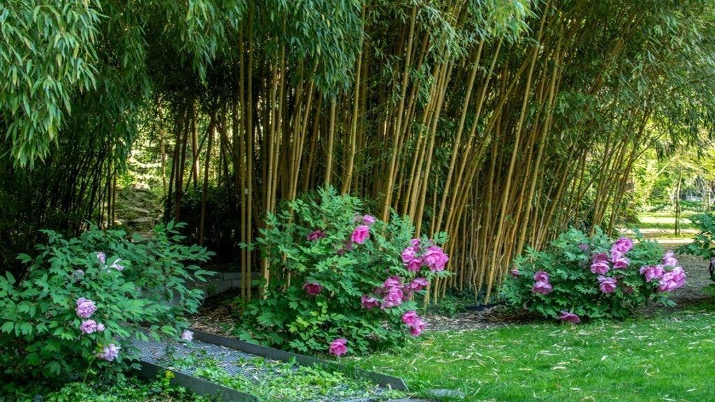 Újranyit a koronavírus-járvány miatt bezárt Füvészkert. Fotó: Facebook / Füvészkert