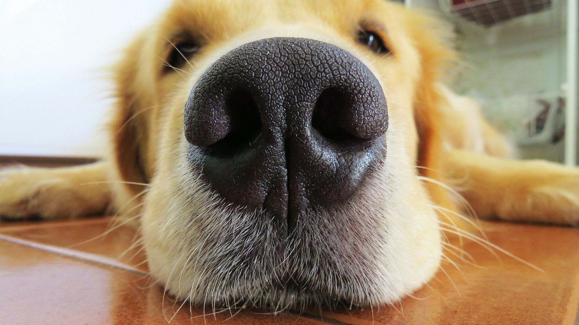 kutya koronavírus kiszagol