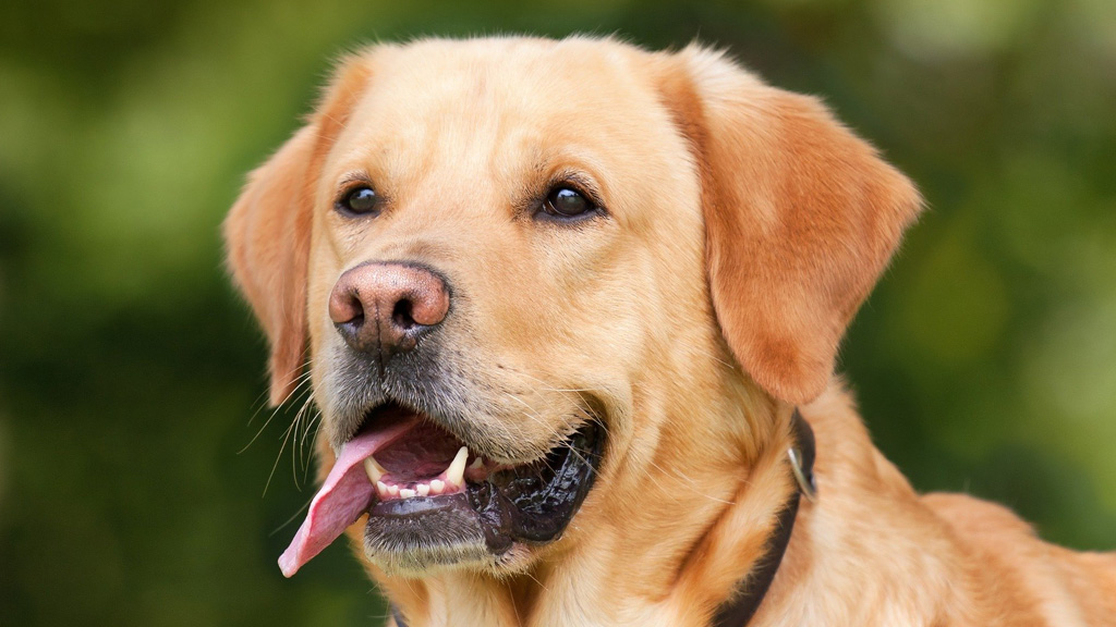 labrador lógatja a nyelvét