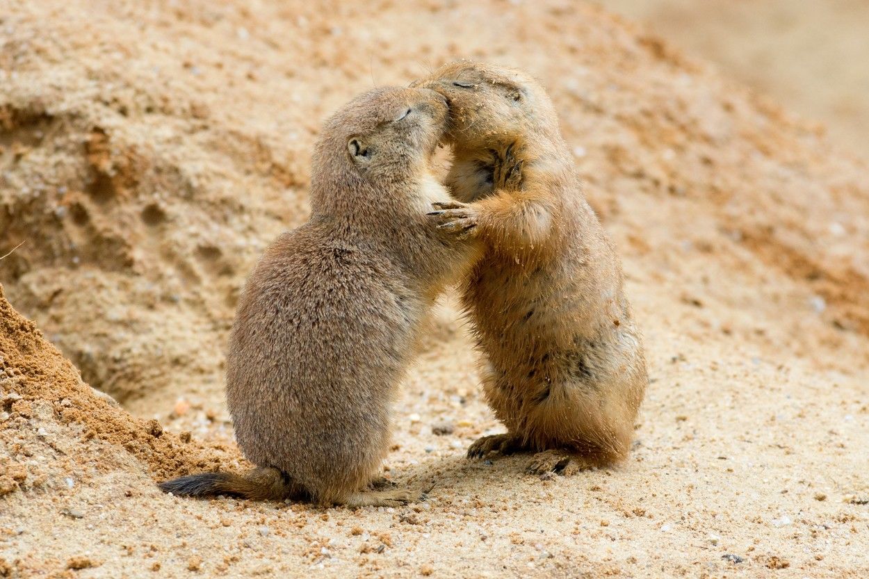 Ölelkező prérikutyák