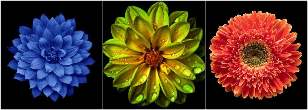 Melyik virágot választod? S vajon mit mutat meg az előző életedből?