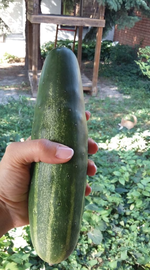 Salátauborka frissen szüretelve